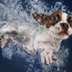 Illustration for article titled There's NOTHING cuter than these puppies swimming underwater